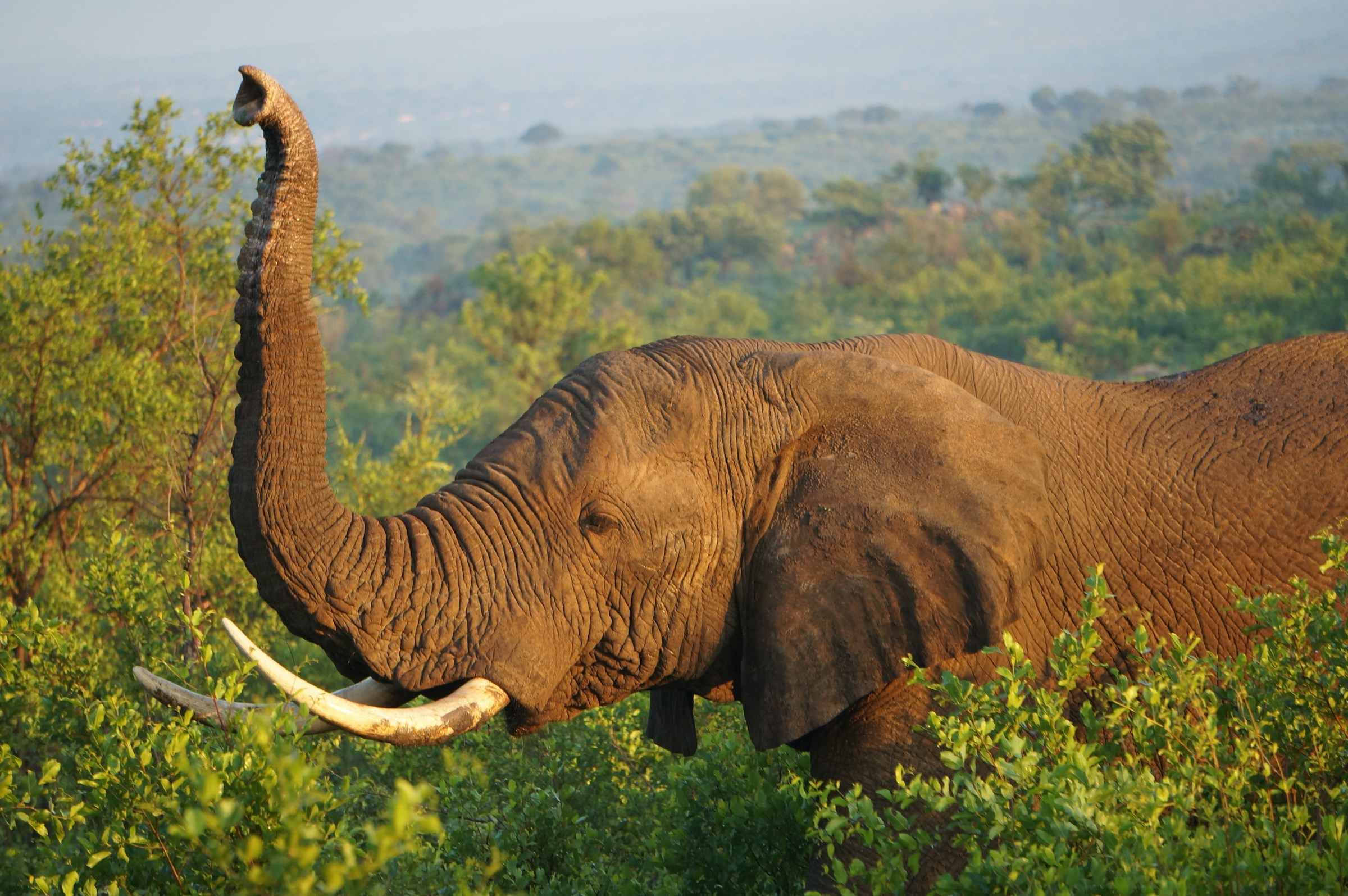How Forest Elephants Help Trees Store More Carbon